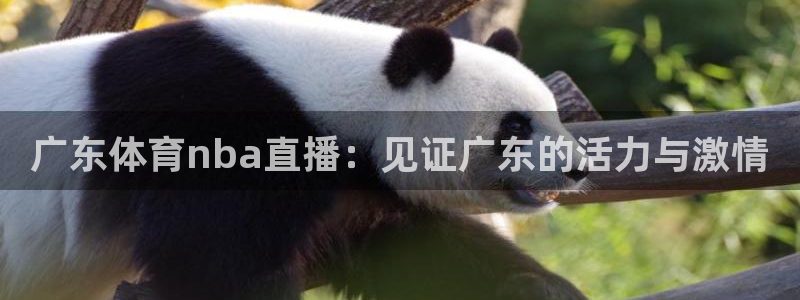 广东体育nba直播：见证广东的活力与激情