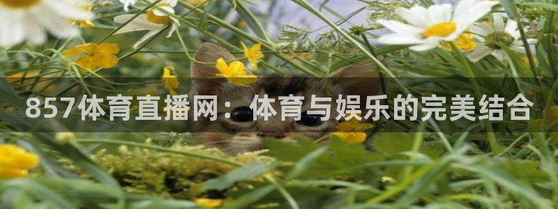 857体育直播网：体育与娱乐的完美结合